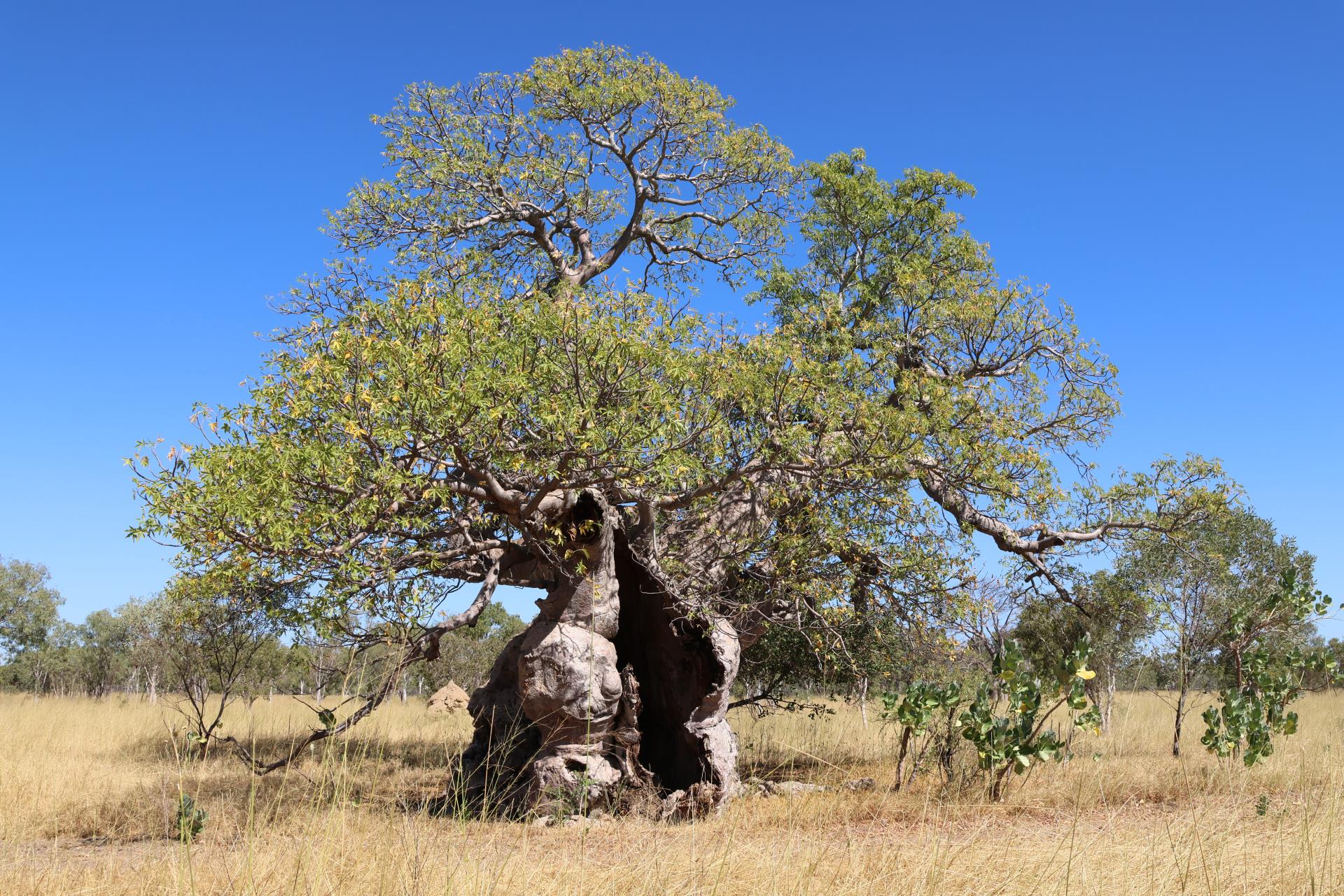 Description of image