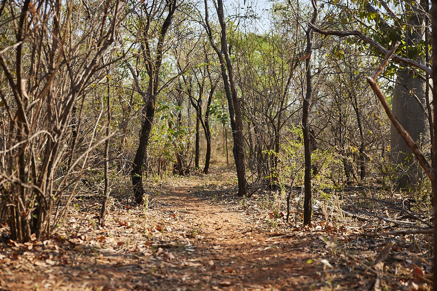 Trails Image